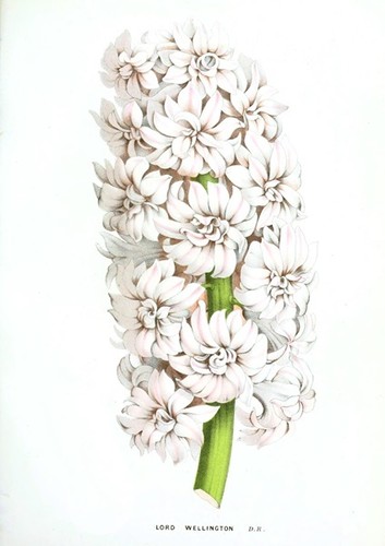 Vintage botanical posters - vintage,