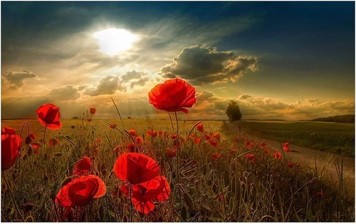 Sunset landscape poster - sunset,
