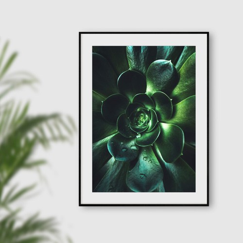 Green botanical succulent wall - succulent,