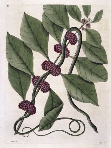 Botanical flowers tree roses - botanical,