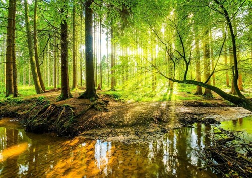 Green tree wall forest living - tree,